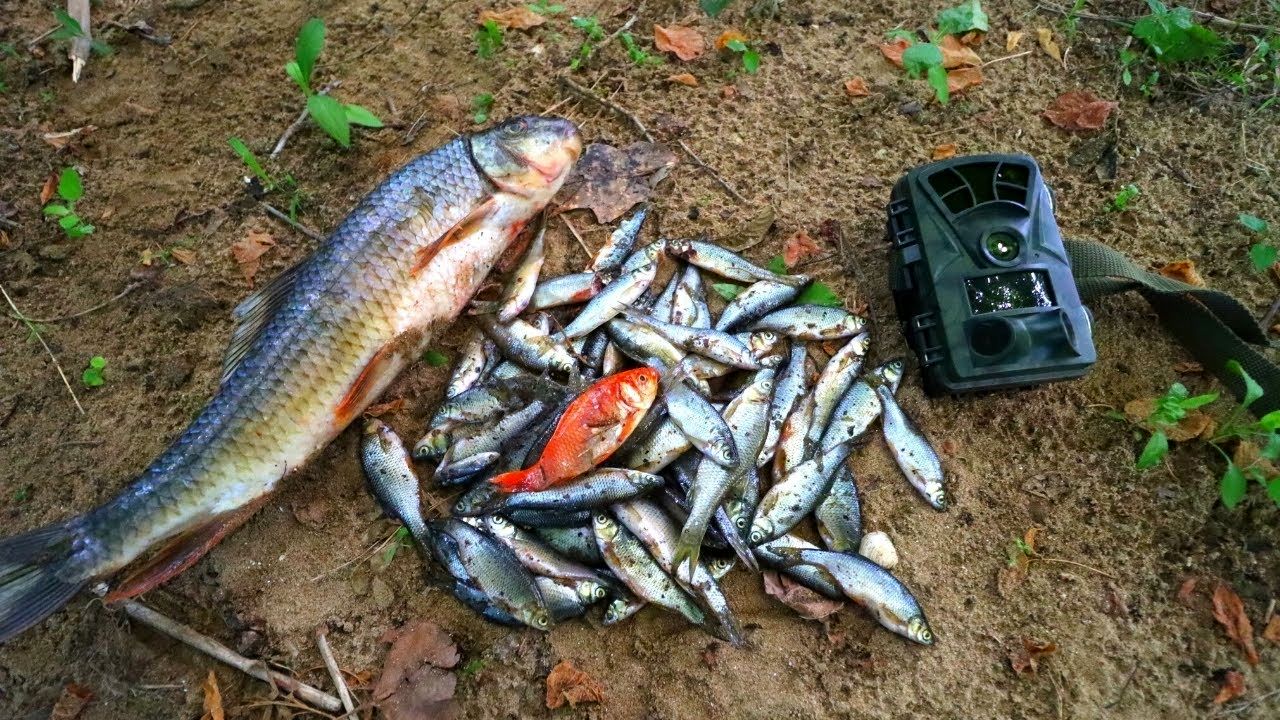 (ویدئو) اگر 6 کیلوگرم ماهی را وسط جنگل رها کنید، چه اتفاقی برای آن ها می‌افتد؟