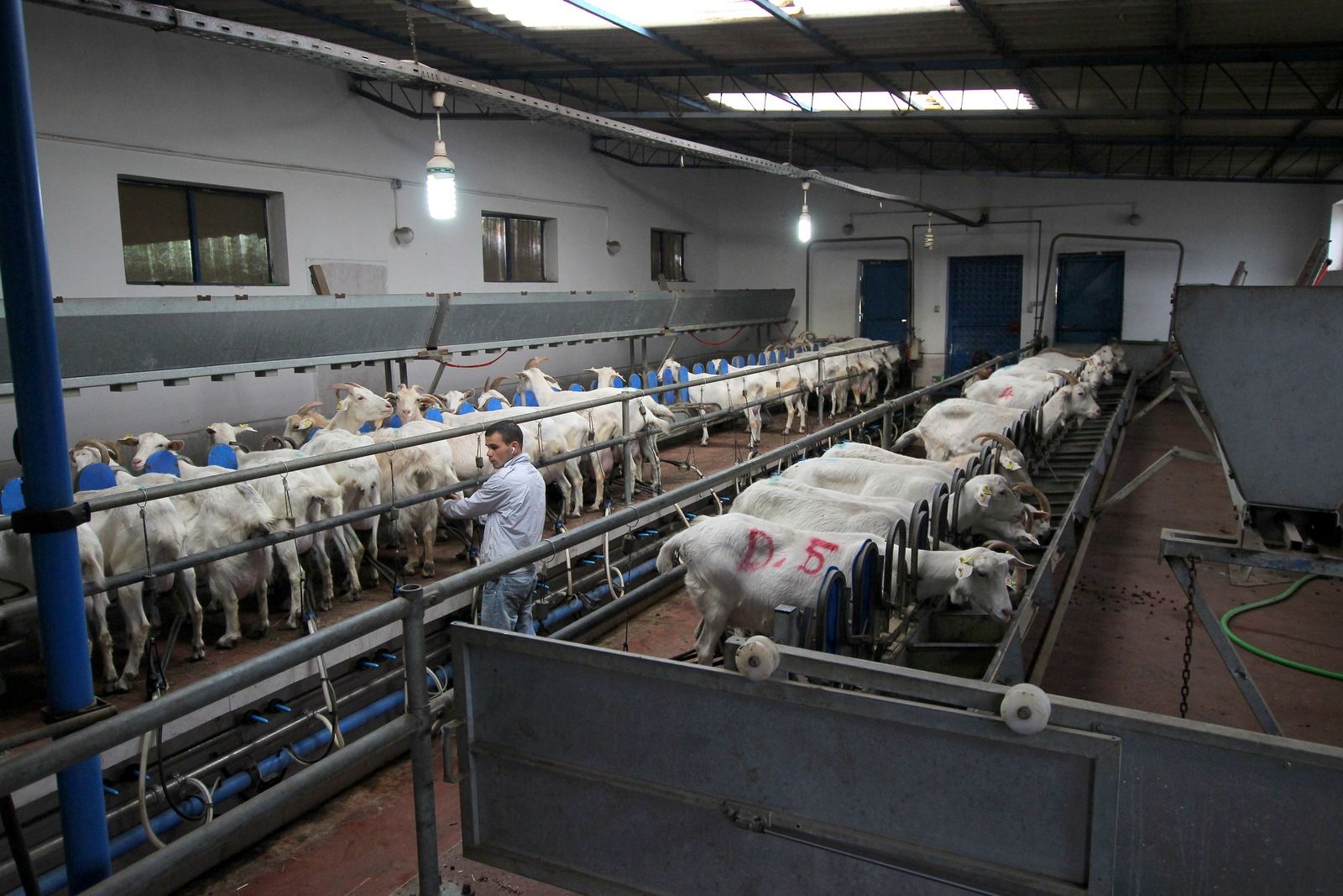 (ویدئو) مدرن ترین روش پرورش گوسفند و بز برای شیر بیشتر توسط دامداران آمریکایی