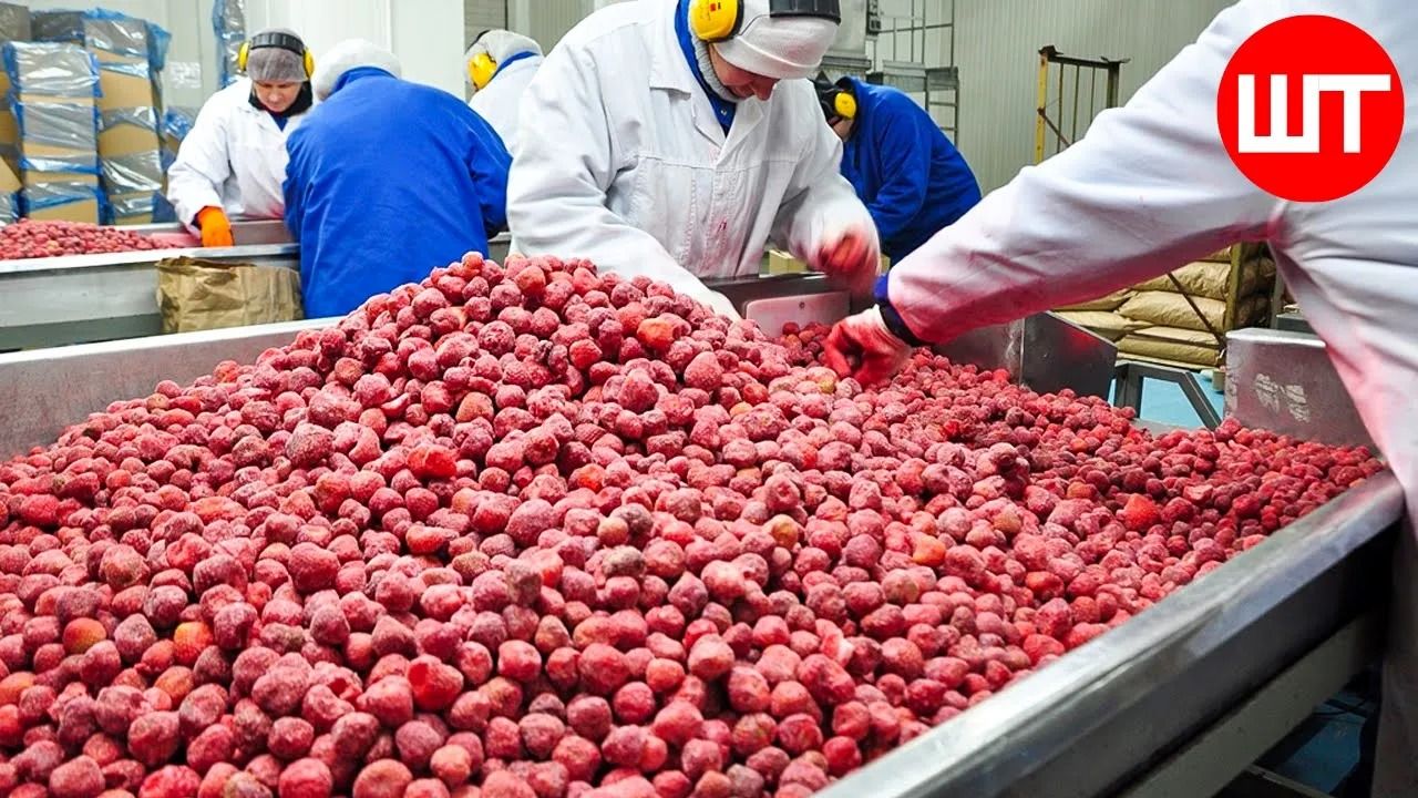 (ویدئو) فرایند خارق العاده برداشت تمشک قرمز؛ فرآوری دیدنی این میوه پرطرفدار در کارخانه