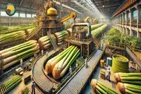 ببینید؛ چگونه هندی ها علف لیمو را برداشت و فرآوری می کنند؟