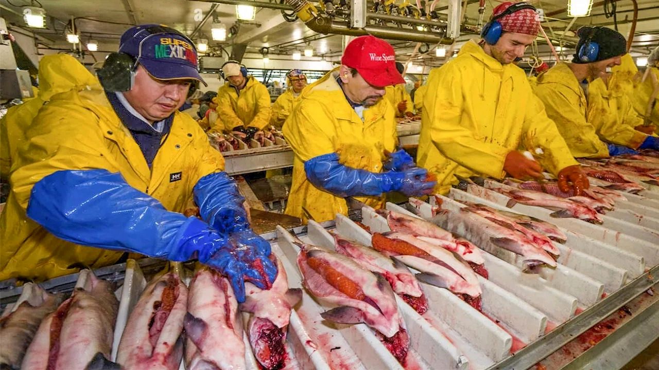 (ویدئو) فرآیند برداشت تخم، لقاح و پرورش میلیون ها ماهی سالمون؛ پردازش ماهی در کارخانه