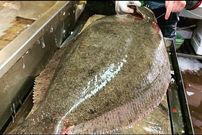 ببینید؛ غذای خیابانی در ژاپن؛ برش ماهرانه ماهی فلاندر غول پیکر و تهیه ساشیمی در فوکوئوکا