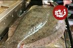 ببینید؛ غذای خیابانی در ژاپن؛ برش ماهرانه ماهی فلاندر غول پیکر و تهیه ساشیمی در فوکوئوکا