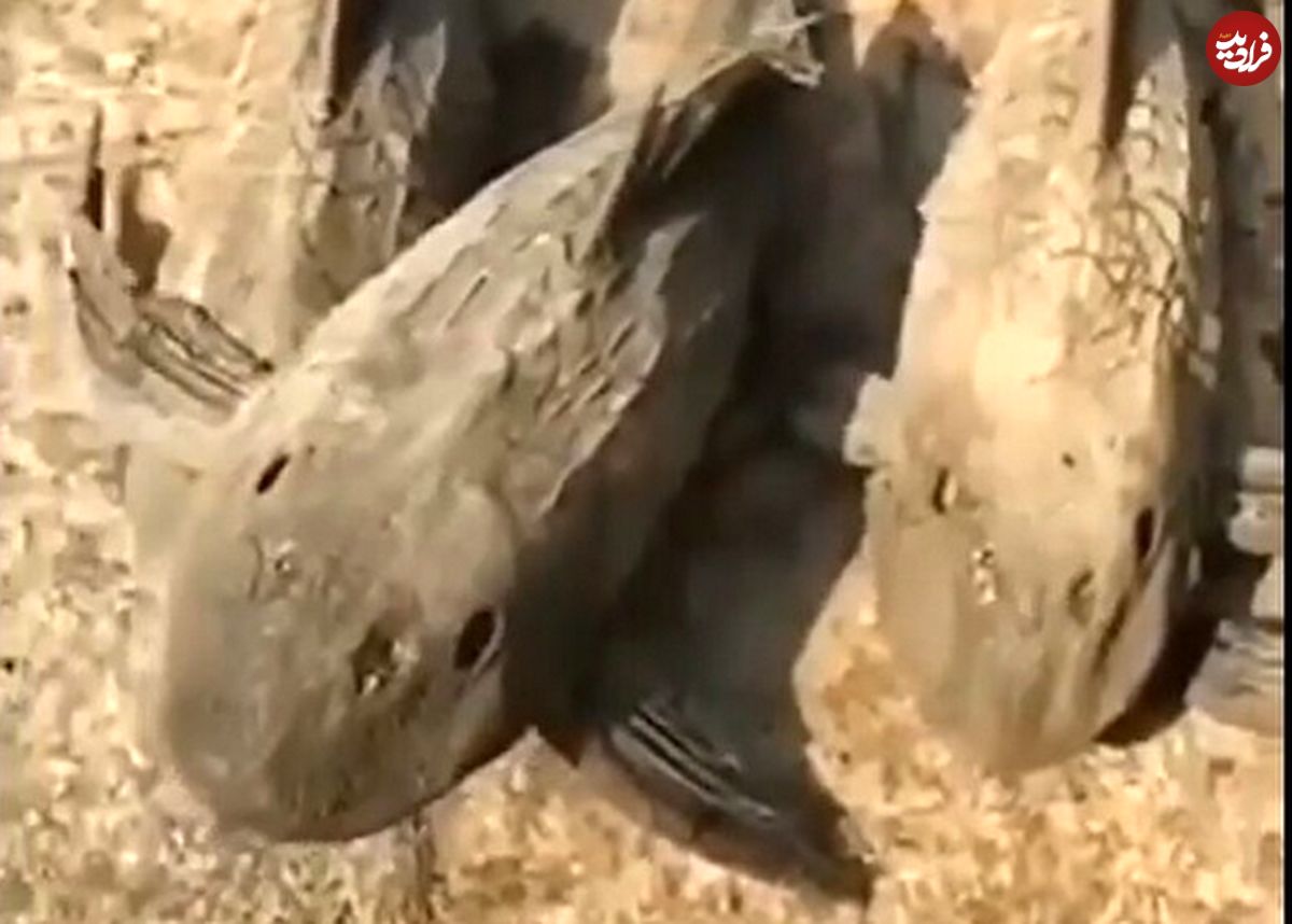 (ویدیو) ماهی مرده ای که با یک جرعه آب زنده می شود