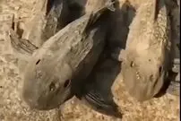 (ویدیو) ماهی مرده ای که با یک جرعه آب زنده می شود