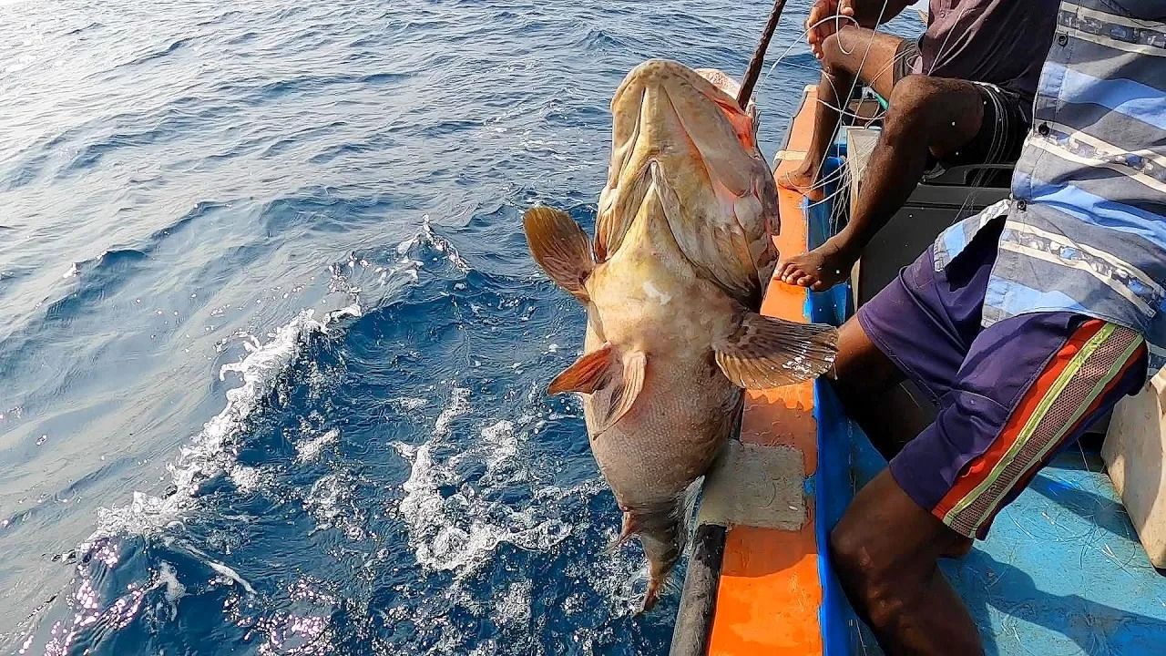 (ویدئو) صید ماهی های غول پیکر توسط سه ماهیگیر خوش شانس هندی با قلاب!