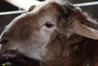 (تصاویر) گوسفند دشت مغان؛ گوسفند اردبیلی که جهانی شده است!