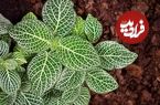 10 گیاه آپارتمانی زیبا که با «نور کم» دوام می‌آورند