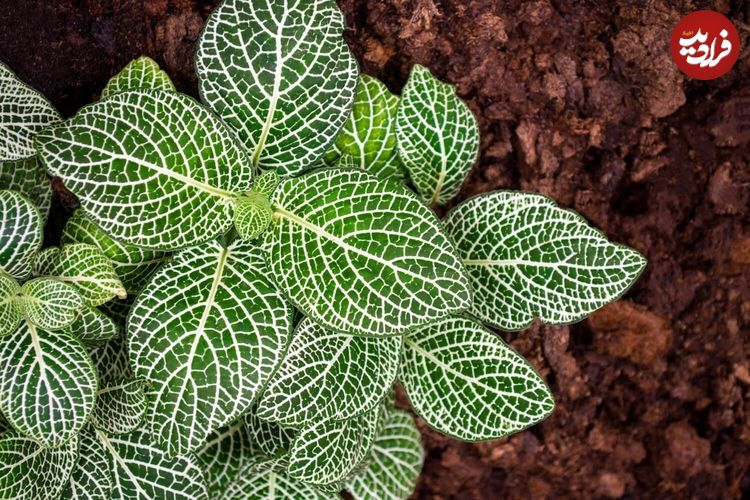 10 گیاه آپارتمانی زیبا که با «نور کم» دوام می‌آورند