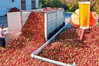 (ویدئو) خارجی ها به این شکل سیب را در کارخانه به آبمیوه تبدیل می کنند