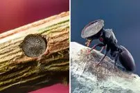 ببینید| مورچه سر دروازه ای؛ عجیب‌ترین مورچه دنیا!