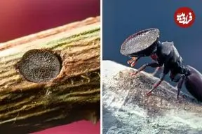 ببینید| مورچه سر دروازه ای؛ عجیب‌ترین مورچه دنیا!