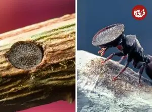 ببینید| مورچه سر دروازه ای؛ عجیب‌ترین مورچه دنیا!