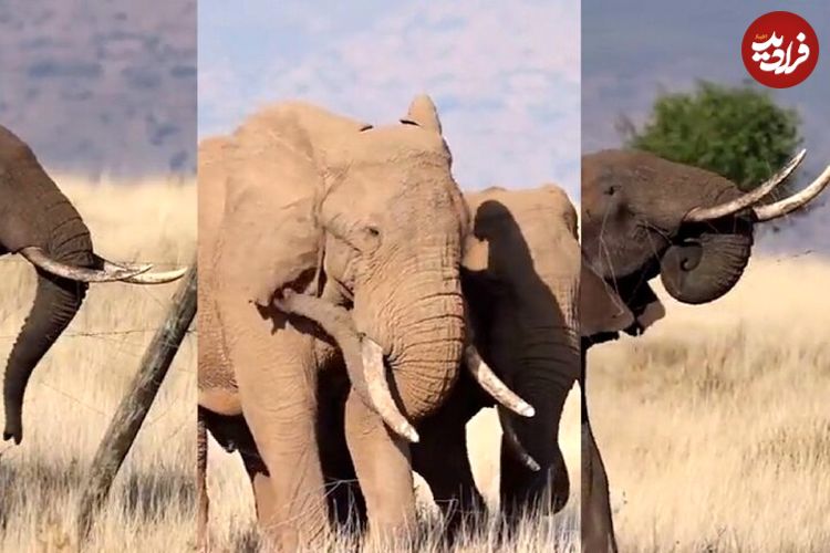 ( ویدیو) ترفند هوشمندانه فیل‌های زرنگ برای عبور از سیم‌ خاردارهای برق‌دار