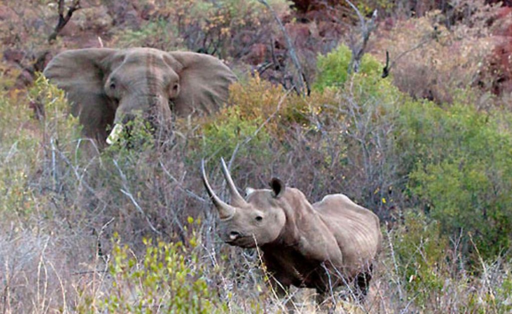 (ویدیو) فرار کرگدن پس از درگیری سهمگین با فیل