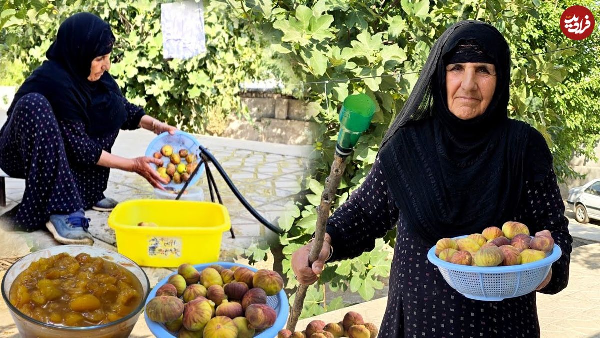 ببینید؛ غذای روستایی در ایلام؛ برداشت انجیر و تهیه مربا
