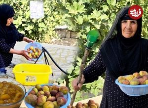 ببینید؛ غذای روستایی در ایلام؛ برداشت انجیر و تهیه مربا
