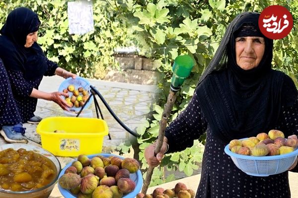 ببینید؛ غذای روستایی در ایلام؛ برداشت انجیر و تهیه مربا