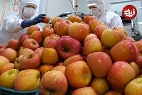 ببینید| فرآیند تماشایی تولید انبوه آبمیوه سیب در یک کارخانه در کره‌ جنوبی