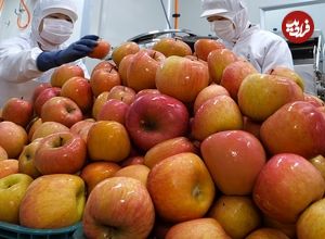 ببینید| فرآیند تماشایی تولید انبوه آبمیوه سیب در یک کارخانه در کره جنوبی