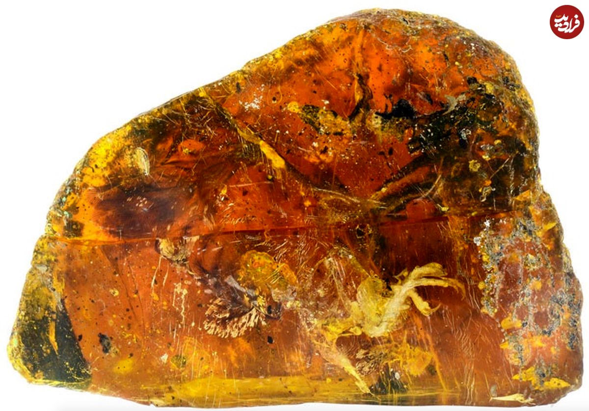 (تصاویر) کشف بقایای جوجه ۹۹ میلیون ساله داخل سنگ کهربای قدیمی