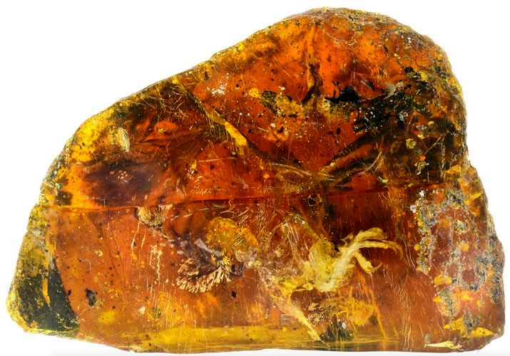 (تصاویر) کشف بقایای جوجه ۹۹ میلیون ساله داخل سنگ کهربای قدیمی
