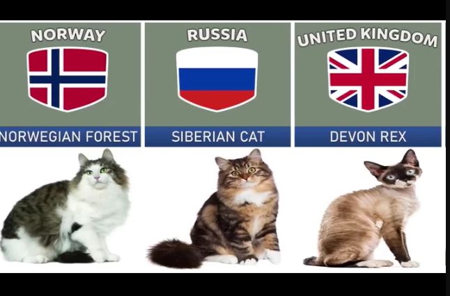 (ویدئو) گربه کدام کشور از بقیه خوشگلتره ؟