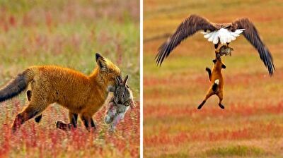 (ویدیو) لحظه شکار شدن روباه توسط عقاب حین شکار خرگوش