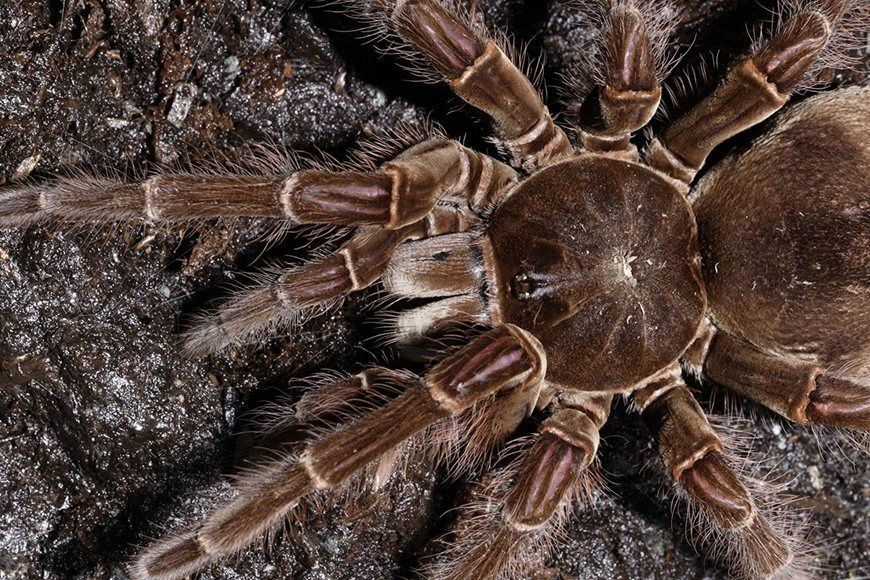 (ویدئو) شکار هولناک یک مارمولک توسط بزرگترین عنکبوت جهان