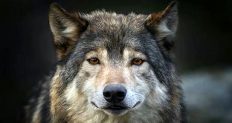 گرگ های منطقه چرنوبیل نسبت به سرطان مقاوم شده‌اند؛ اما چرا؟