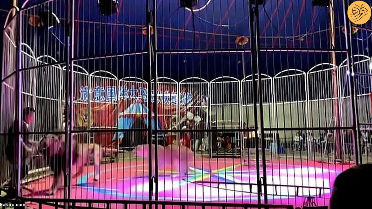(ویدئو) حمله هولناک شیر نر به مربی خود در سیرک