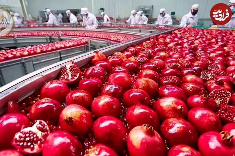ببینید؛ مراحل کاشت، برداشت و فرآوری انار در باغات و کارخانه های آمریکایی