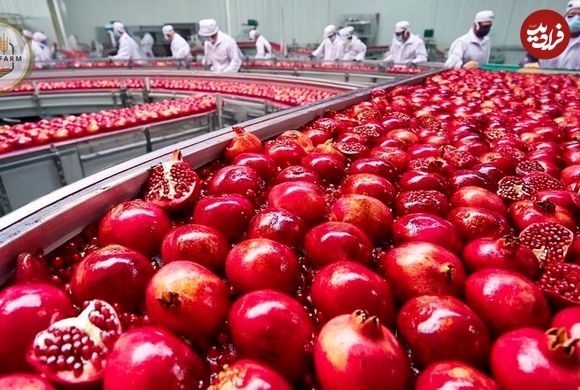 ببینید؛ مراحل کاشت، برداشت و فرآوری انار در باغات و کارخانه های آمریکایی