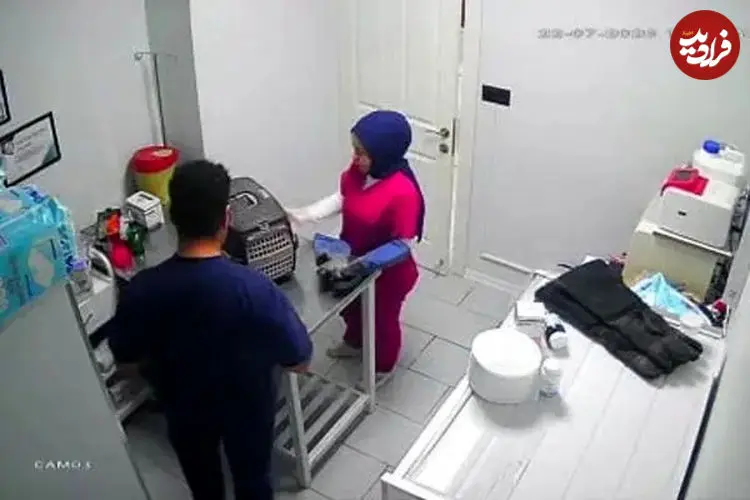 ببینید| گربه خیابانی کلینیک دامپزشکی را به هم ریخت