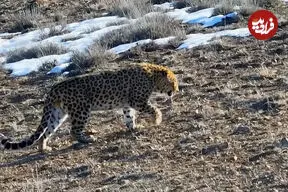 ببینید| گام‌های آرام سلطان در ارتفاعات پارک ملی گلستان
