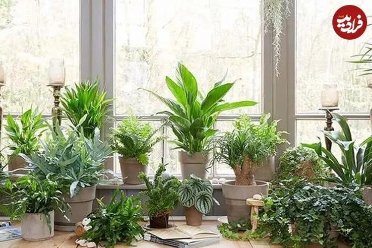 نگاه متفاوت به گیاهان آپارتمانی از منظر تغییرات آب‌هوایی