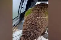 ببینید| روییدن علف‌ها در پشم گوسفند در اسپانیا