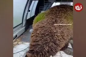 ببینید| روییدن علف‌ها در پشم گوسفند در اسپانیا