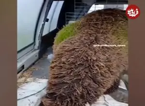 ببینید| روییدن علف‌ها در پشم گوسفند در اسپانیا