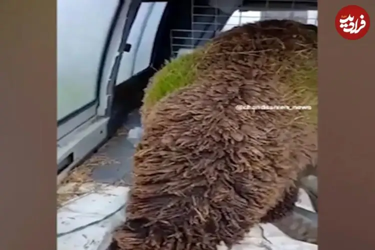 ببینید| روییدن علف‌ها در پشم گوسفند در اسپانیا