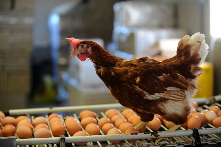 (ویدئو) ببینید چگونه چینی ها در سال 600 میلیارد تخم مرغ تولید می کنند
