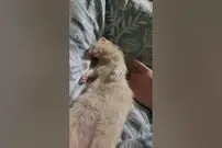 (ویدئو) با اختلاف سنگین ترین خواب در میان موجودات زنده تعلق میگیره به این راسو!