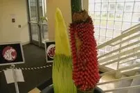 (عکس) گل جَسَد؛ بدبوترین گل جهان
