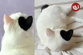 ببینید| گربه سفید با لکه قلبی‌شکل روی سرش پرطرفدار شد