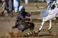 تصاویر؛ مسابقه گاوها در پاکستان؛ تلفیقی از هیجان، سنت و افتخار روستایی