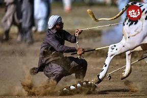 تصاویر؛ مسابقه گاوها در پاکستان؛ تلفیقی از هیجان، سنت و افتخار روستایی
