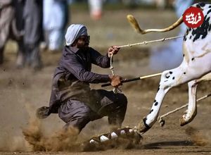 تصاویر؛ مسابقه گاوها در پاکستان؛ تلفیقی از هیجان، سنت و افتخار روستایی