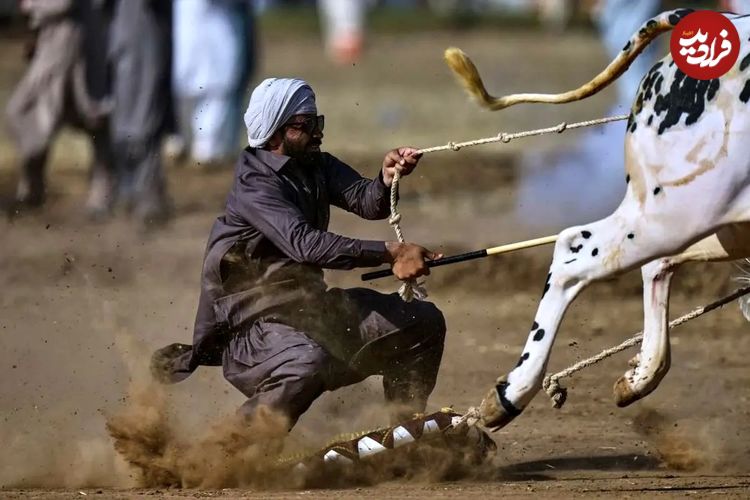 تصاویر؛ مسابقه گاوها در پاکستان؛ تلفیقی از هیجان، سنت و افتخار روستایی