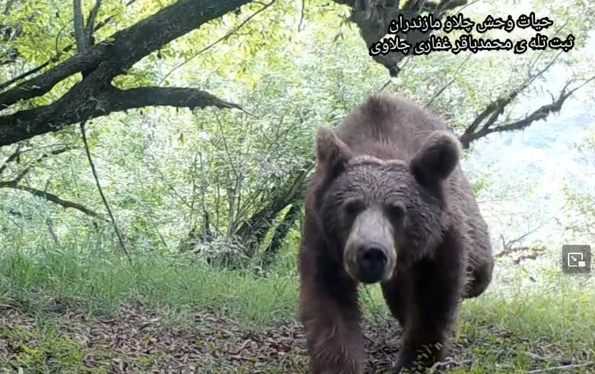 (ویدیو) فیلمی زیبا از عبور خرس قهوه‌ای، پلنگ، گراز، روباه و گربه وحشی در ارتفاعات جنگلهای هیرکانی