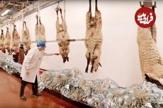 ببییند؛ چگونه پشم گوسفند به لباس تبدیل می‌شود؟